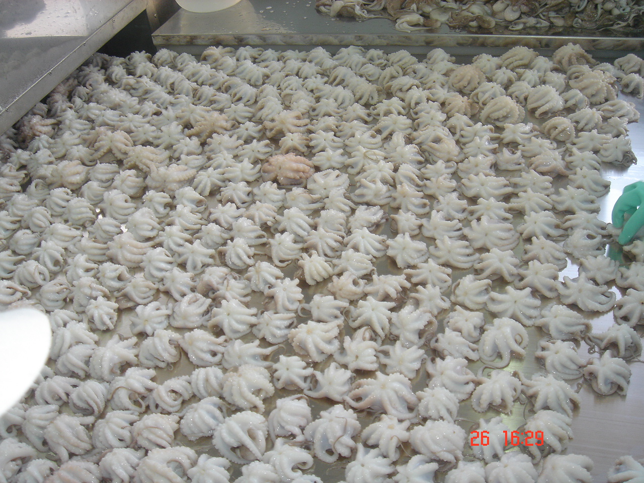Octopus IQF